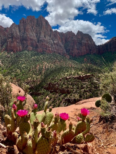 The Watchman Zion National Park